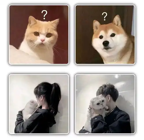 猫咪情侣头像可爱,动物情侣头像,狗狗情侣头像搞怪,狗狗情头,柴犬情头,柴犬可爱头像情侣,猫咪情侣头像可爱,猫猫的情侣头像,猫猫情侣头像无水印,猫咪情侣头像无水印