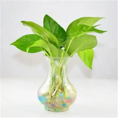  经典绿萝微信头像最好看的绿萝头像图片大全