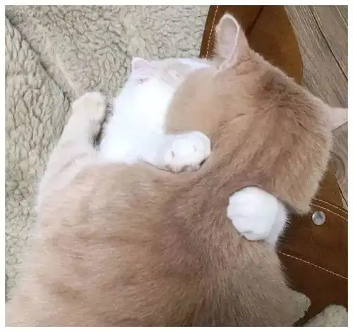  甜甜的情侣头像现在你是小可爱,老了以后就是老可爱