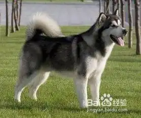  你知道怎么给哈士奇雪橇犬补钙吗