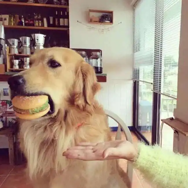  日常生活中,狗把主人当成了什么人,我们可以从其行为上予以确认