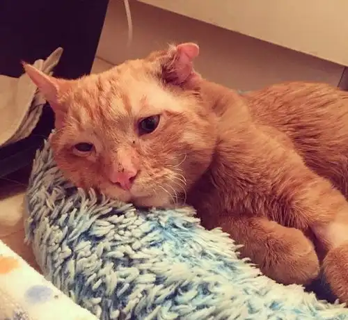  流浪猫脊骨碎裂,差点被安乐,女孩带回家后表情让人心软