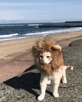  一对大猫情侣在秀恩爱,动物都有对象了