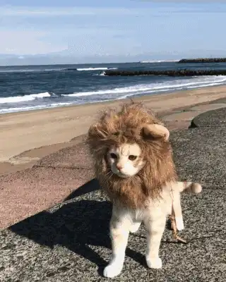  一对大猫情侣在秀恩爱,动物都有对象了
