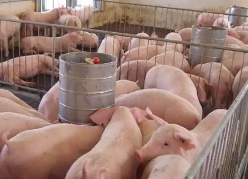  情侣毕业后决心回家养猪,被极力反对,如今年产值已逾千万