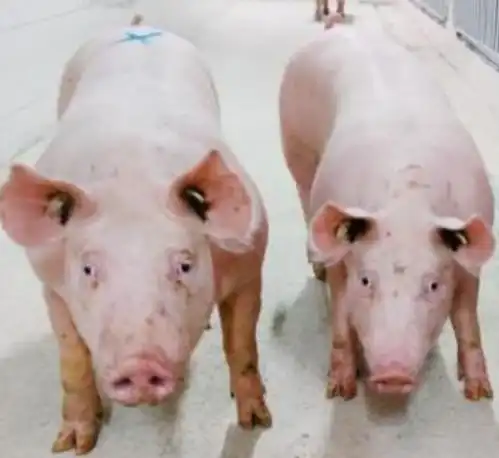  会议中心畜牧业猪业生猪研讨会养猪论坛会议中国生猪预警网