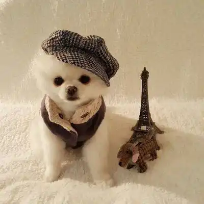  情侣头像狗狗一对蠢萌狗狗情侣头像一左一右