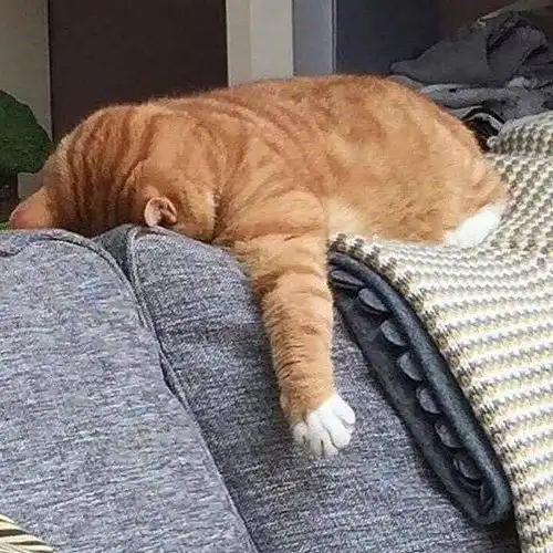  每次回归都让人劝退,盒真的能吗