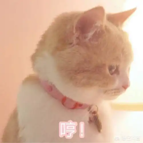 上大学有个奇葩的舍友是什么体验网友让我赔偿一套内衣348