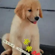 江苏省金骨头宠物美容馆