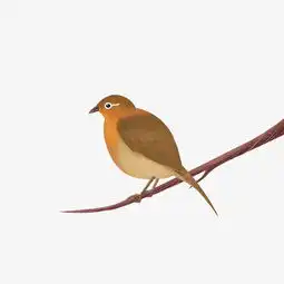  站在树枝上的画眉鸟素材图片免费下载高清装饰图案png千库网图片编号7386614