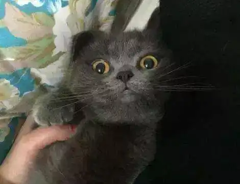  福懋动物医院猫咪的耳朵发烫,是生病了吗