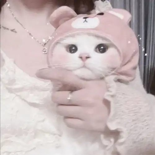  女生抱猫头像我在人间贩卖黄昏,只为收集时间的温柔去见你