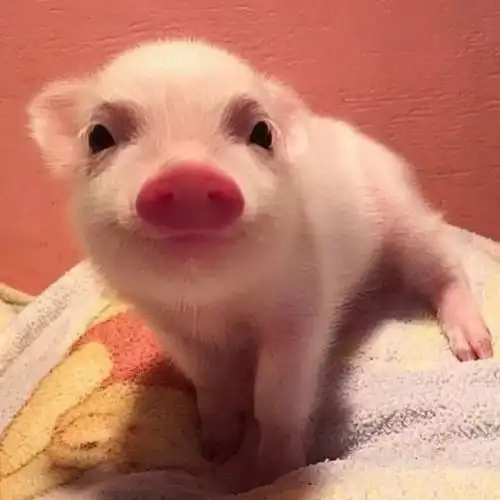  头像,甜甜的情侣头像