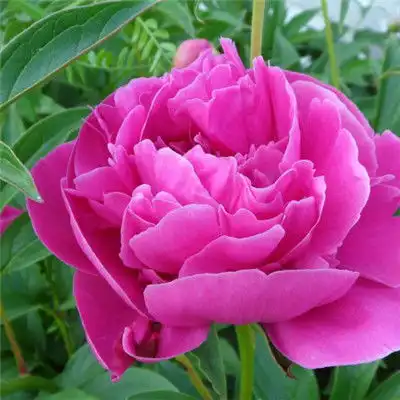  牡丹花头像微信头象,富丽堂皇的牡丹花图片