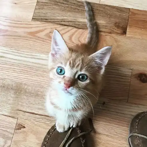  福懋动物医院这只小橘猫真是太粘人了,简直就是高冷喵星人中的一股清流