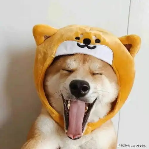  滴你的小可爱正在向你扑来,请准备张开怀抱