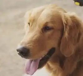  金毛口臭,太熏人怎么喂食比较好