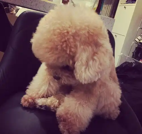  为什么泰迪会那么色,辣眼睛的背后居然有这么多的原因