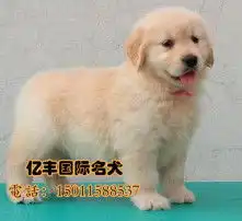  黄页88高清图片