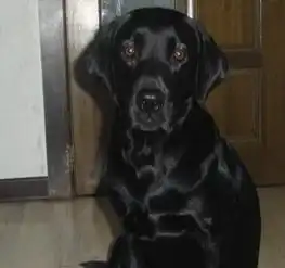  2岁的拉布拉多1500元公