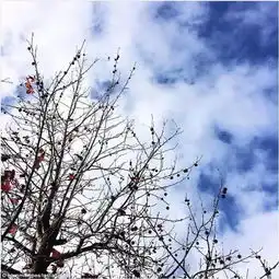  全澳开启狂风暴雪模式,已成128年来最冷寒冬澳洲的小伙伴们,你们还好吗