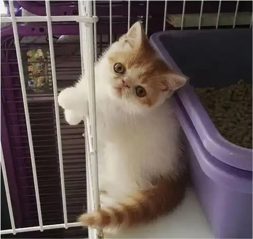  带加菲猫回家之前,你得准备好这些东西小动物猫粮零食航空箱网易订阅