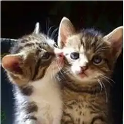  真实的猫咪情侣头像,两张,只要猫咪,情侣的