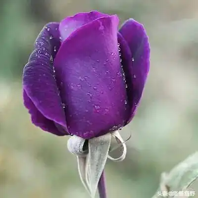  分享图片紫玫瑰