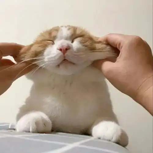 猫咪头像,每只都是爱你的样子生活