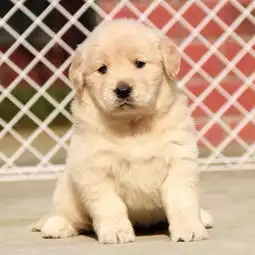  图成都出售纯种金毛犬自家养殖的当面测试交易同城免费送狗成都宠物狗