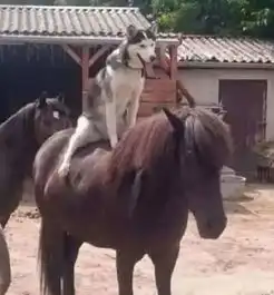  呜呜呜谁知道下不来了