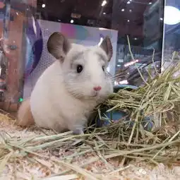  龙猫为什么被称作小宠中的贵族