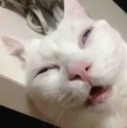  海湾机油来自美国的超级机油在途虎首发啦