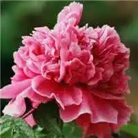  微信花朵动态牡丹头像微信头像图片大全