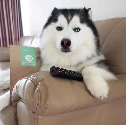  二哈长相不同凡响,仿佛自带美颜滤镜,美貌模样看呆众人