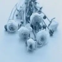  手握花的微信头像微信头像图片大全