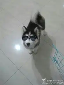  求一些哈士奇的头像,要戴眼镜的