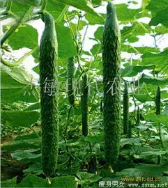  黄瓜杰敏现代农业