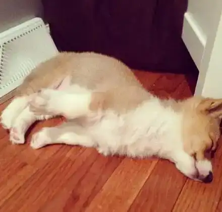  睡着了的小柯基,我仿佛看见了一群小天使