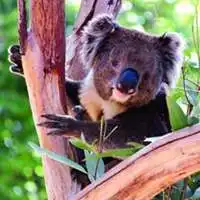  考拉情侣头像可爱微信头像图片大全