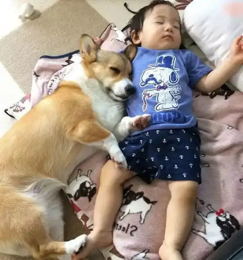  从小嫉妒到毫无保留的爱,柯基和小主人的日常幸福满满
