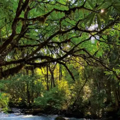  2023最新森林绿树唯美图片