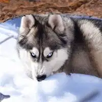  傻萌哈士奇头像搞笑图片搞笑二哈头像