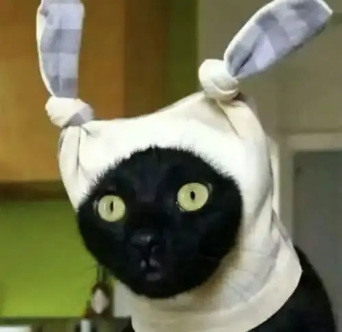  沙雕大合集2.0版本