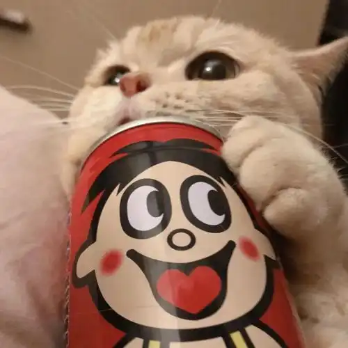  沙雕萌宠可做闺蜜头像和情侣头像我被猪拱走了