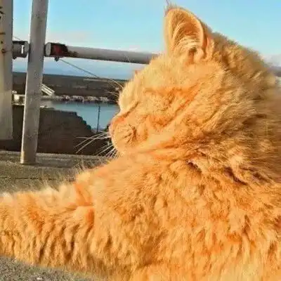  超火的沙雕表情包and情侣头像了解一下不看后悔系列