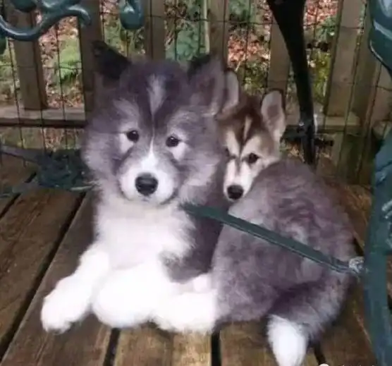  认真的,千万千万不要让你家的狗和二哈混...不然....