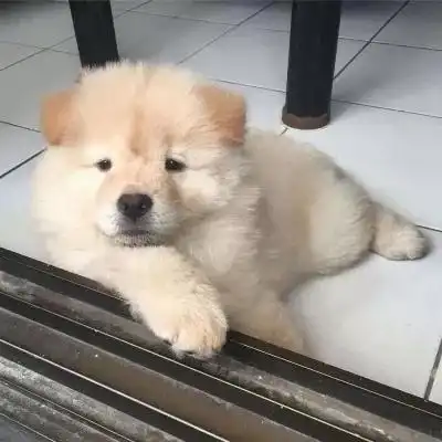  狗狗头像祝你早日脱单鸭