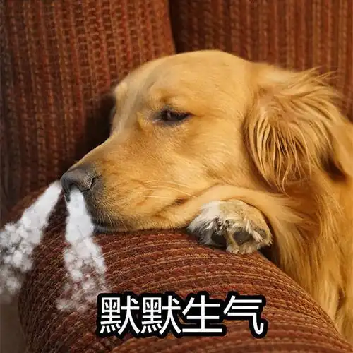  不管狗狗多喜欢你,这7件事别对它做,它会生气